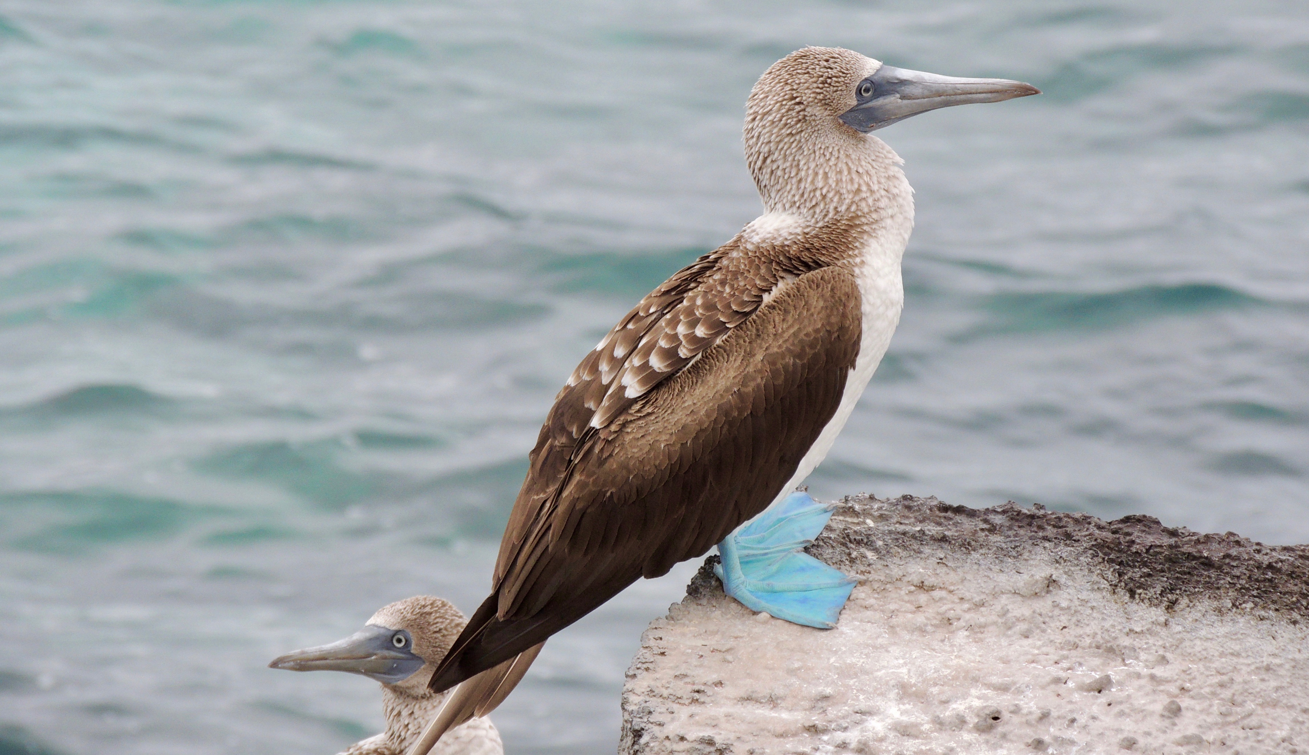 Blue Footed Booby standing on white rock with an ocean backdrop in Galapagos 
