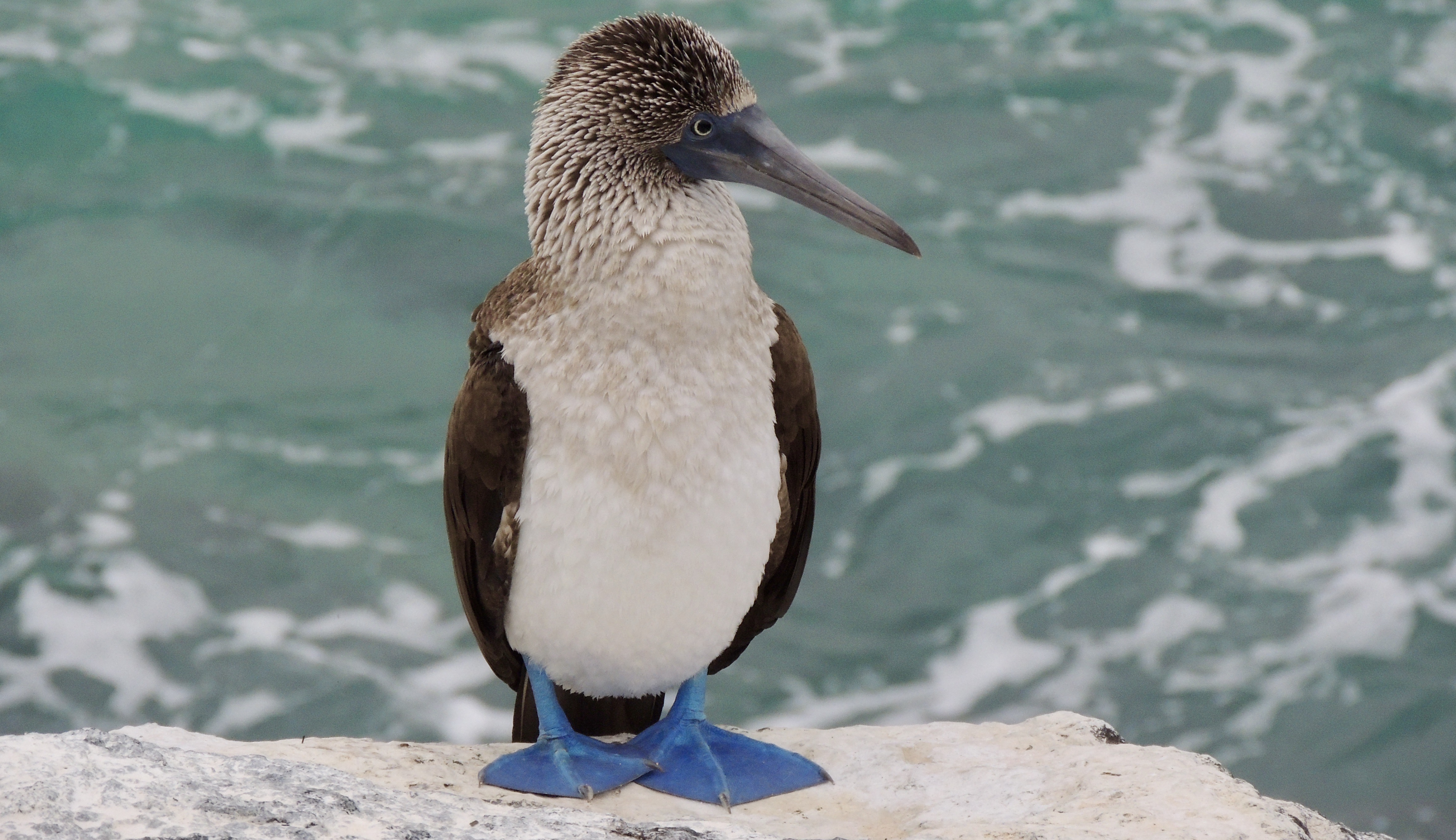 A close up of a blue footed booby standing on a white rock with foaming blue sea behind