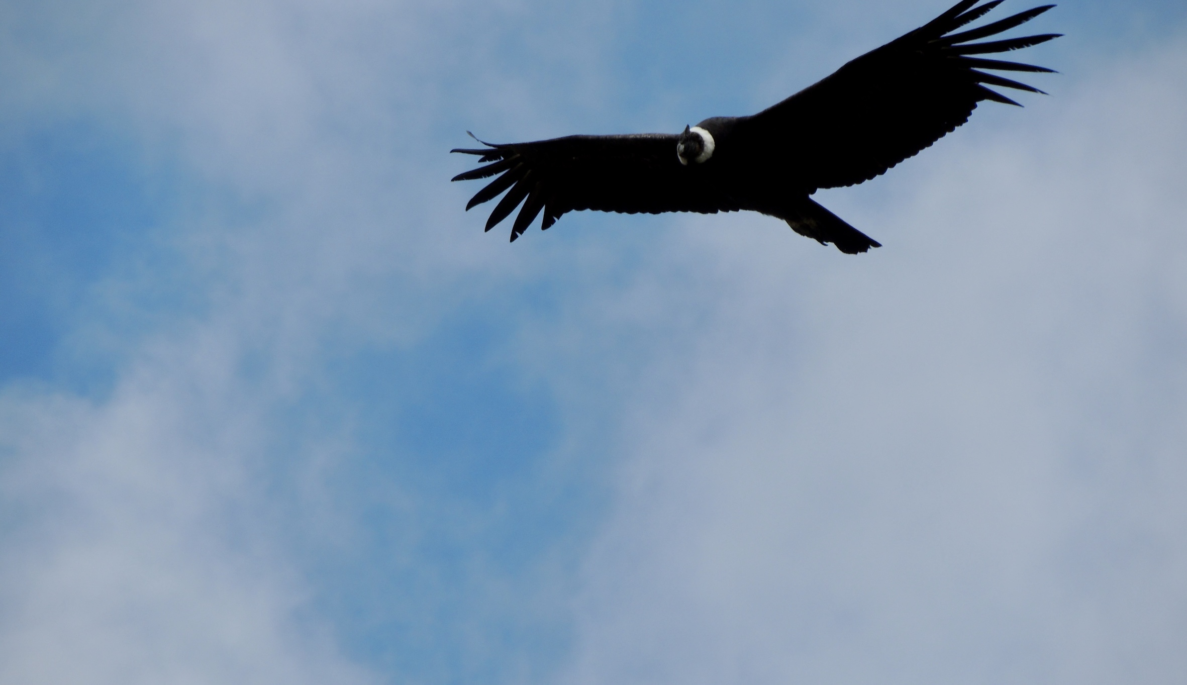 Andean Condor flying against a blue sky
