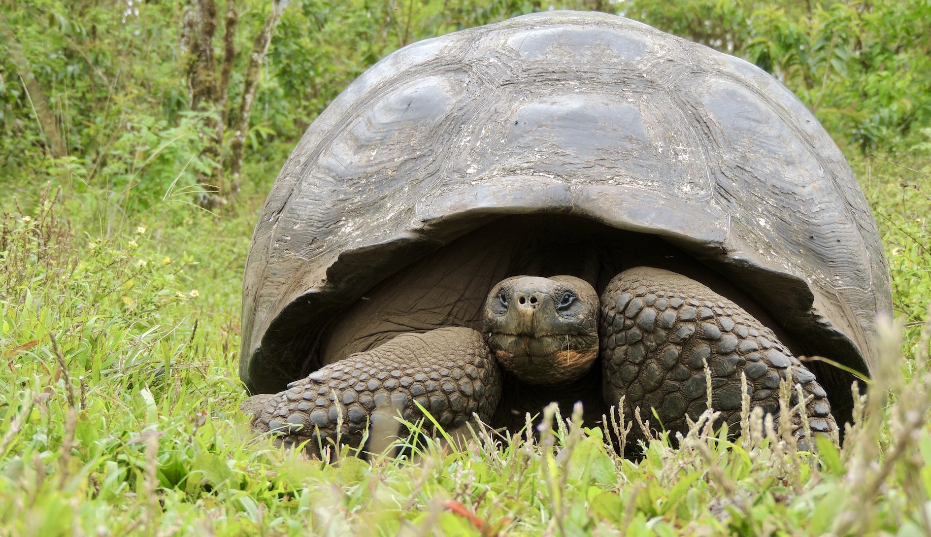Giant Galapagos Tortoise walking through lush green grass