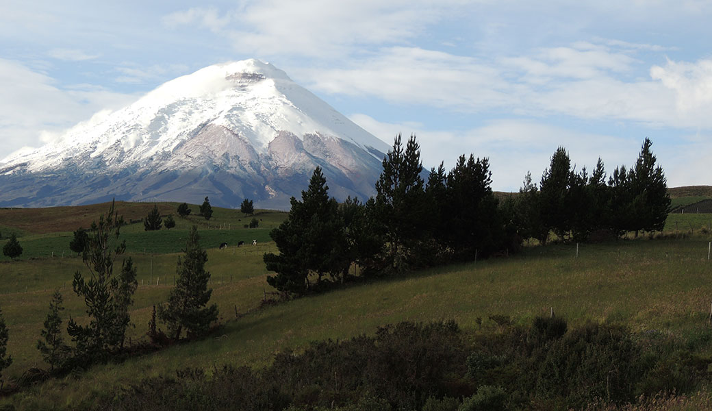 Cotopaxi Volcano with snow capped summit, blue sky with light cloud cover and pine trees in the foreground