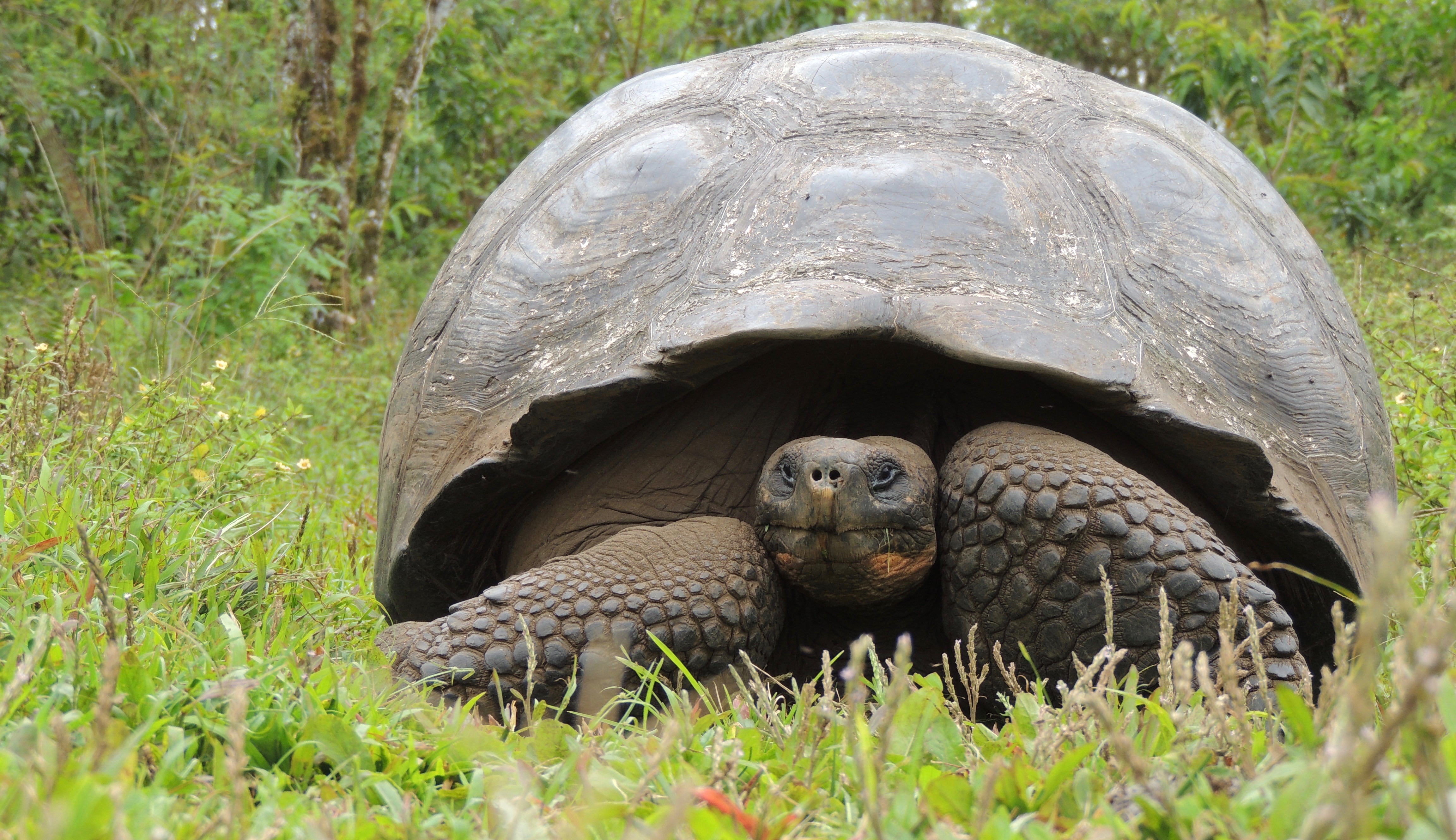 Galapagos Giant Tortoise sitting in green grass on Santa Cruz Island